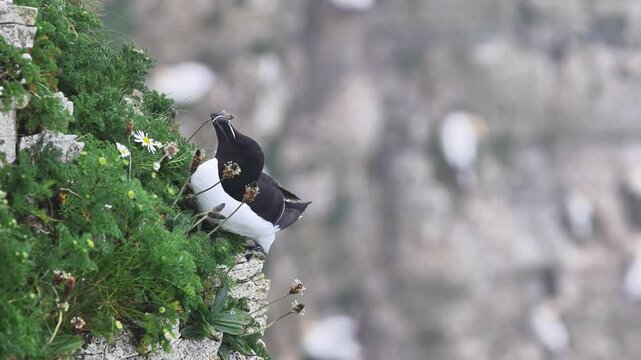 Razorbill (Alca torda) on the edge of the cliff on a misty day.