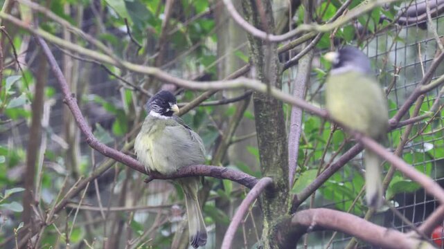 Collared Finchbill (Spizixos semitorques) 4K Video