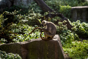 Gibraltar Barbary Macaques, monkey cleaning its body from insects, monkey washing itself