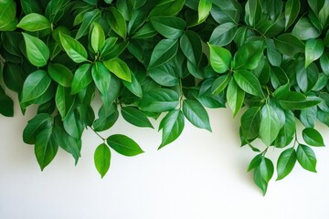 Obraz premium Lush Green Leaves Against a Light Background