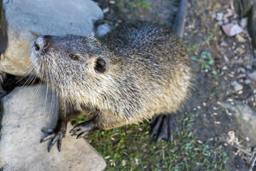 An otter or nutria stands on its hind legs on a lawn close-up