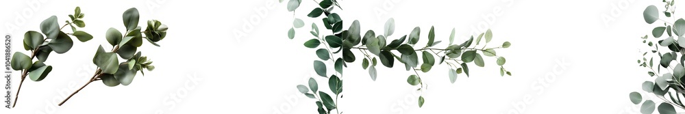 Aufkleber branches of eucalyptus and leaves are arranged in a wreath frame on a white background. top view in 