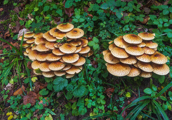 Pilz Goldfellschüppling © Oliver