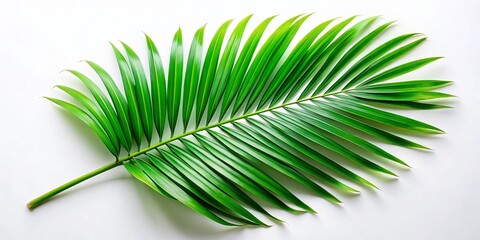 Obraz premium Green Tropical Palm Leaf on White Background - Nature's Elegance in Minimalism