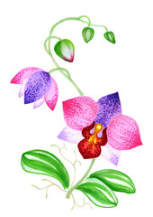 Branch with pink orchid flowers, colorful hand drawn sketch with markers for design of postcards, posters, surfaces.