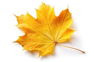 Obraz premium Yellow autumn maple leaf isolated on white background with shallow depth of field