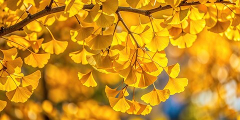 Yellow autumnal leaves of ginkgo biloba tree Long Shot