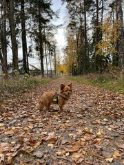 Naklejka premium dog in autumn park