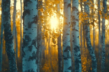 Tranquil Sunrise in Birch Forest