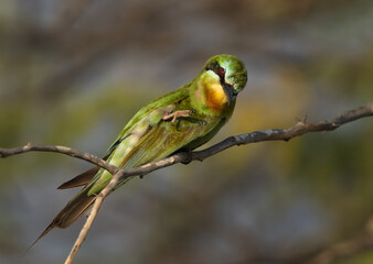 Closeup of a Blue-cheeked bee-eater preening, perched on acacia tree at Jasra, Bahrain