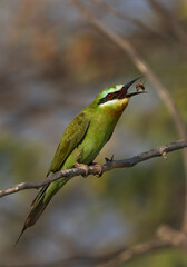 Blue-cheeked bee-eater with a bee catch at Jasra, Bahrain