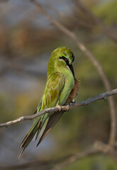 Blue-cheeked bee-eater preening, perched on acacia tree at Jasra, Bahrain