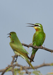 A pair of Blue-cheeked bee-eater perched on acacia tree at Jasra, Bahrain