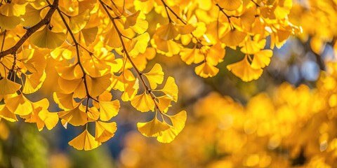Obraz premium Yellow ginkgo balboa tree leaves in autumn