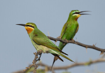 Blue-cheeked bee-eaters perched on acacia tree at Jasra, Bahrain