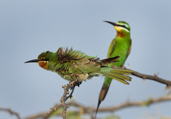Blue-cheeked bee-eaters perched on acacia tree at Jasra, Bahrain. One of them shaking its feather while preening.