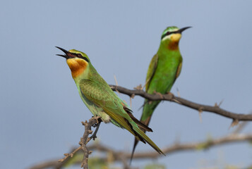 Closeup of a  pair of Blue-cheeked bee-eater perched on acacia tree at Jasra, Bahrain