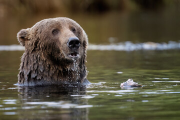 Kodiak bear in the river in Alaska