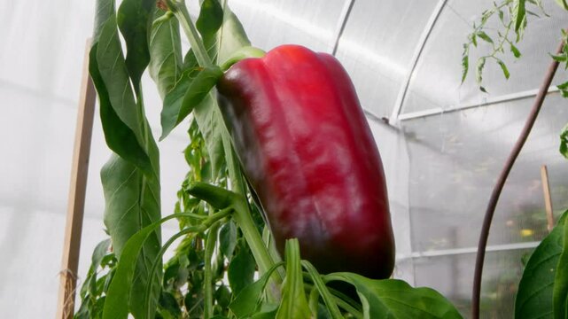 A large red pepper hanging on a branch in the greenhouse leaves vibrating in the wind