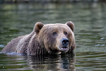 Sow Kodiak bear in the water with her lip sticking out