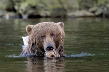 Kodiak bear eating a fish in the river