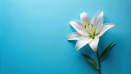 Obraz premium Aerial view of a blooming white lily on a blue background