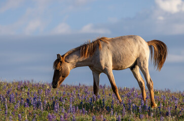 Wild Horse in Summer in the Pryor Mountains Montana