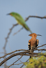 Selective focus on Hoopoe perched on acacia tree with blue-cheeked bee-eater at the back drop, Bahrain