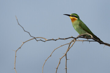 Portrait of a Blue-cheeked bee-eater, Jasra, Bahrain