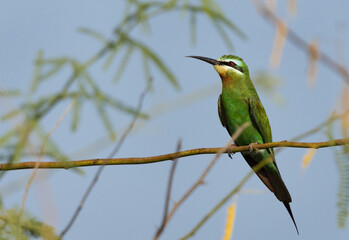 Blue-cheeked bee-eater perched on acacia tree at Jasra, Bahrain