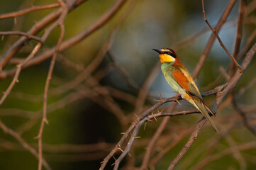 European bee-eater observing bee nearby perched on a tree, Bahrain