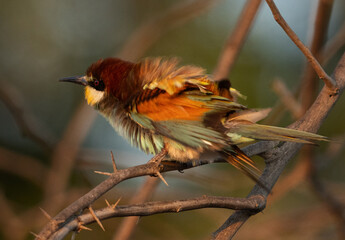 European bee-eater shaking its feather while preening