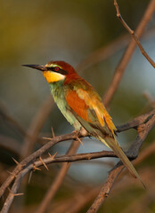 Closeup of a European bee-eater perched on a tree, Bahrain
