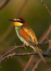 European bee-eater on green at Jasra, Bahrain
