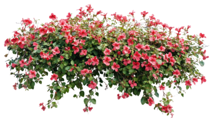 PNG Flower bush in wedding plant horticulture.