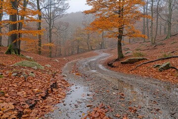 Fototapeta premium Winding Forest Path with Autumn Leaves and Puddles