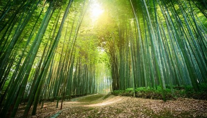 Sunbeams through bamboo grove