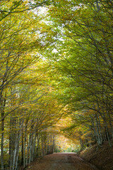 Carretera cubierta de hojas de árbol que discurre por un bosque de hayas en otoño (formato...