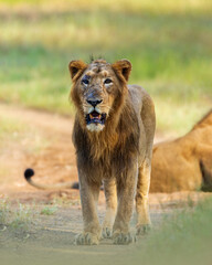 Asiatic Lion head on 