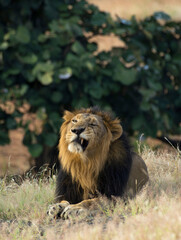 Asiatic lion comic pose