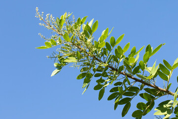 Obraz premium A branch of Brazilian peppertree (Schinus terebinthifolia) in autumn