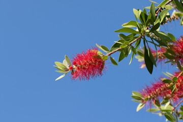 Crimson Bottlebrush (Melaleuca) in a city park in autumn