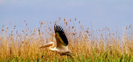Pelicans on the Danube delta