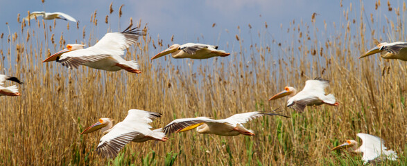 Pelicans oPelicans on the Danube Delta, Romanian the Danube delta