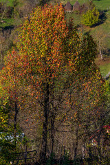 Old tree in the mountains of Romania