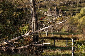 Autumn colors in Boisoara, Romania