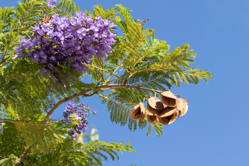 Blooming branch of a jacaranda tree with beautiful flowers and leaves on blue sky background in...