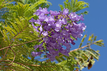 Blooming branch of a jacaranda tree with beautiful flowers and leaves on blue sky background in...