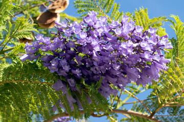 Blooming branch of a jacaranda tree with beautiful flowers and leaves on blue sky background in...