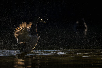 mallard duck on the surface of a pond in the morning light